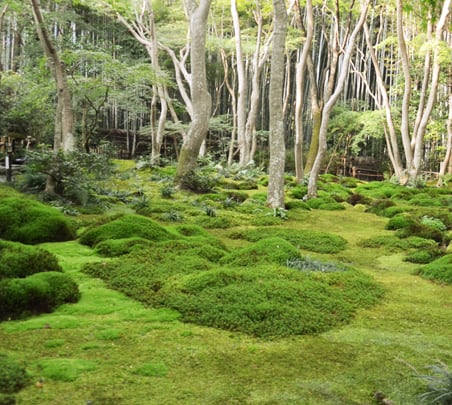 苔庭