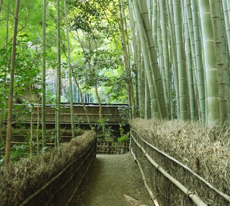 竹林に囲まれた参道