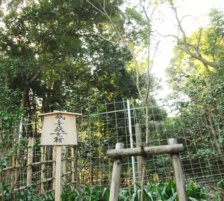 祇王寺祇女桜