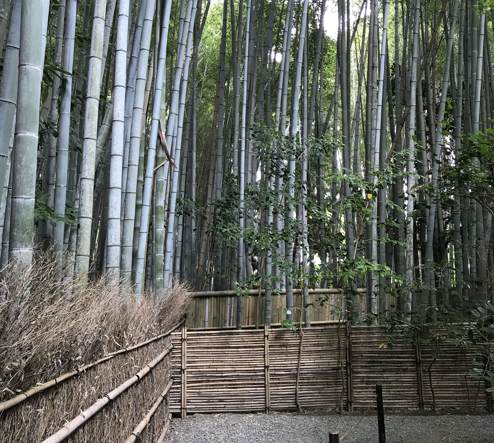 竹林に囲まれた参道